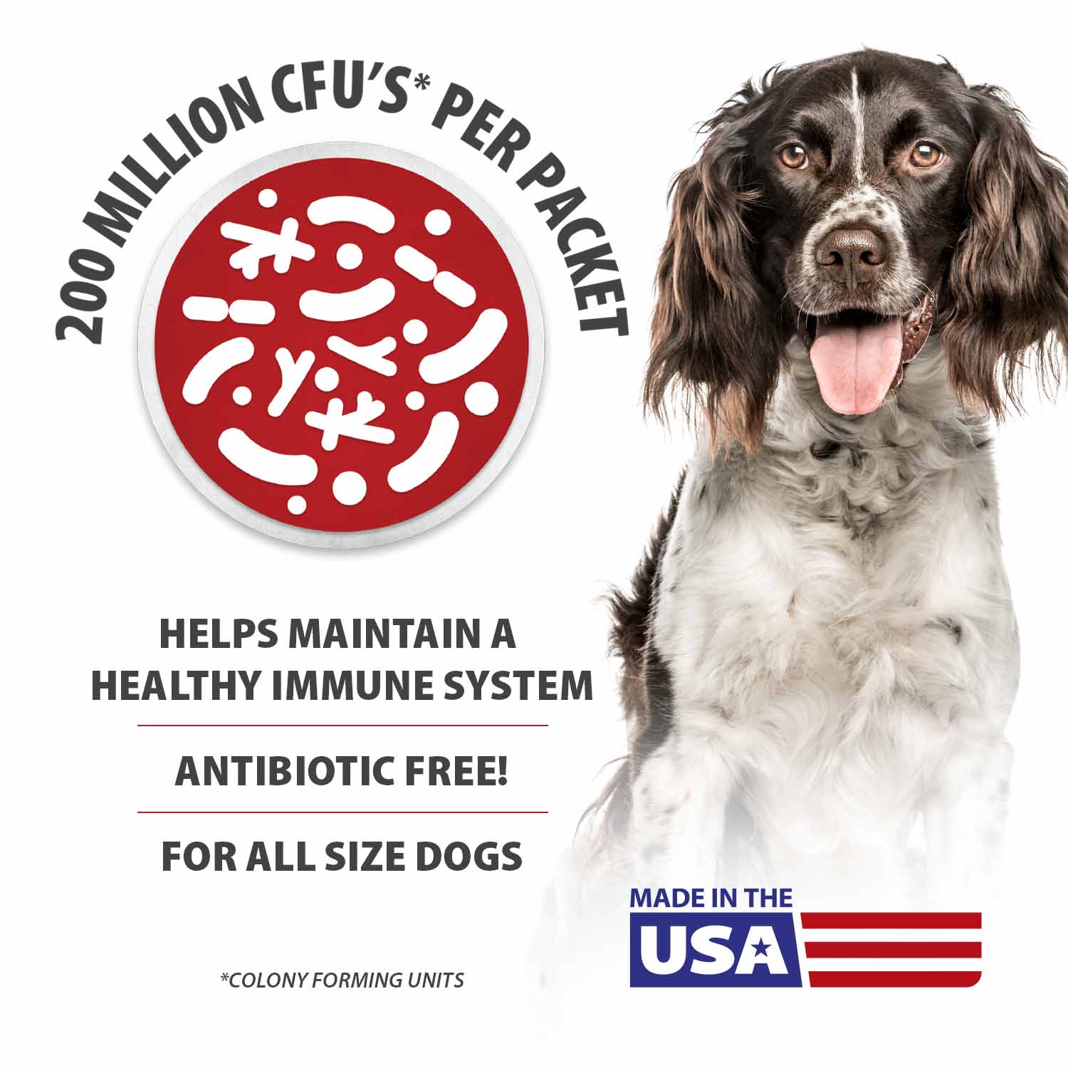 Jeffers BELLY BUDDY Probiotic Supplement Powder for Dogs – Multi-Strain Digestive & Immune Support - Image 4