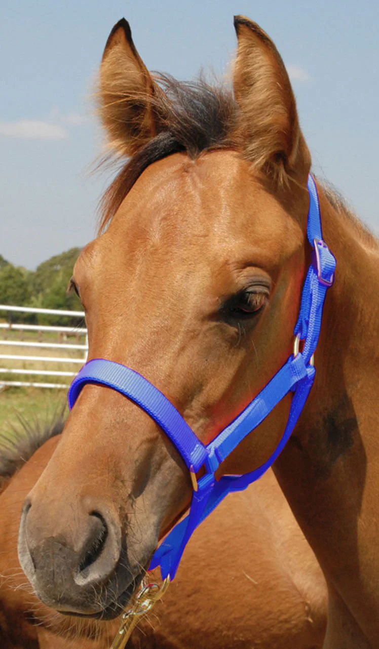 Jeffers Nylon Foal & Pony Halter - Image 4