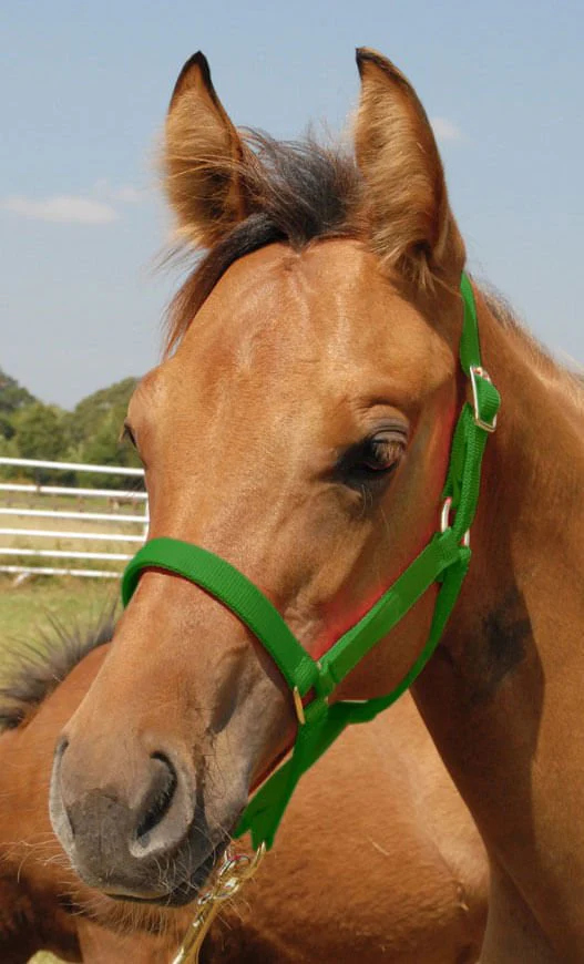 Jeffers Nylon Foal & Pony Halter - Image 6