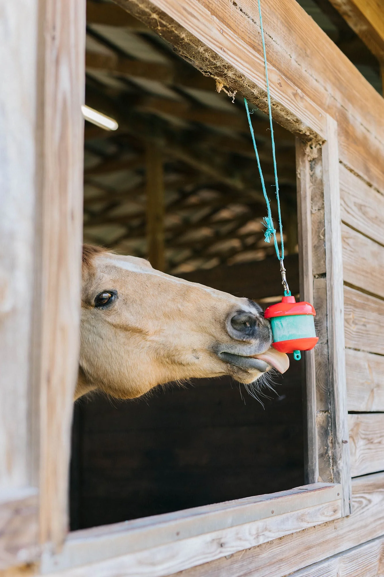 Jolly Stall Snack System Kit, Apple – Interactive Apple-Scented Treat Dispenser & Enrichment Toy for Horses - Image 3