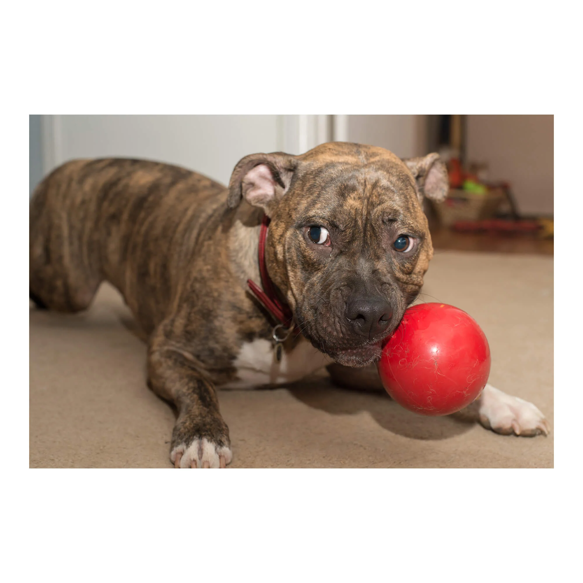 Jolly Tug-N-Toss Treat Dispensing Dog Toy, Mini - Image 2