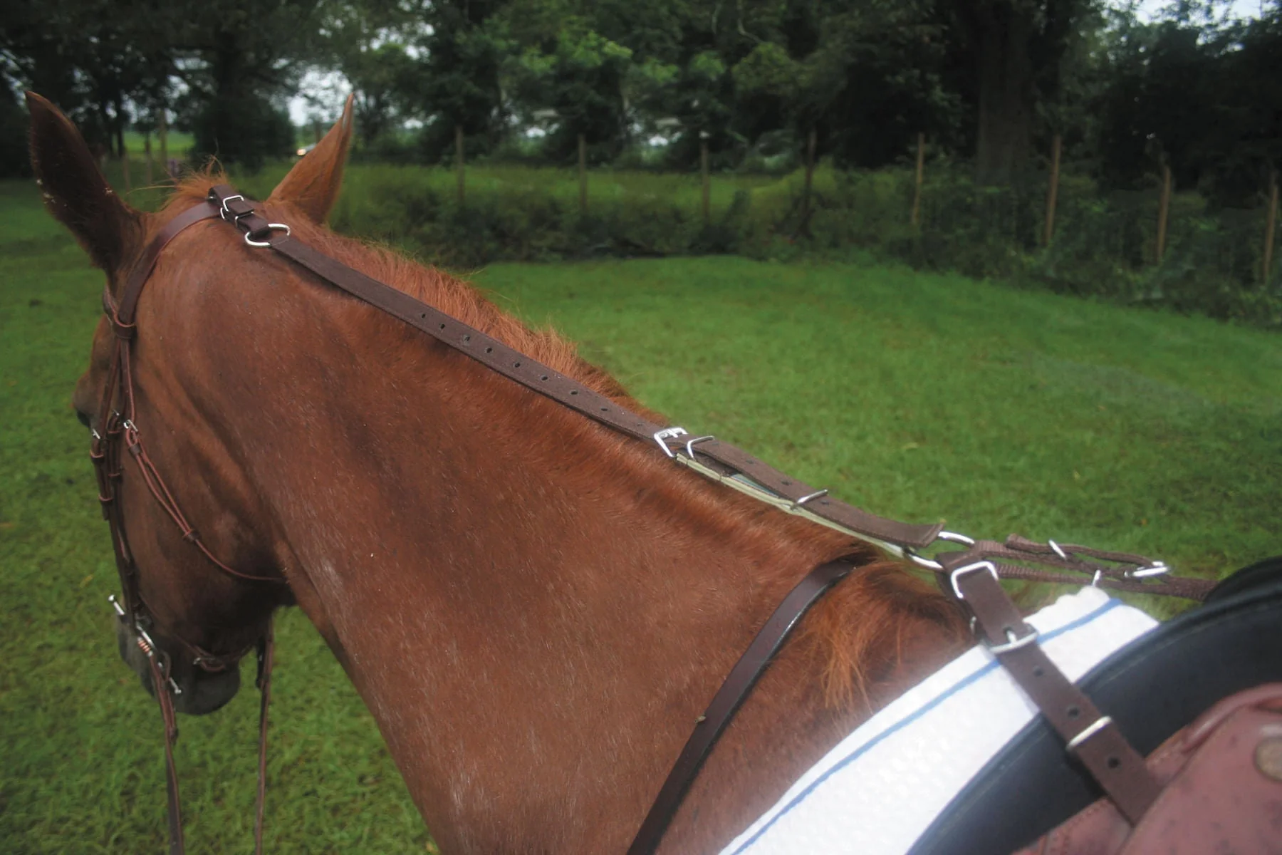 Kincade Anti-Grazing Strap for Horses - Image 3