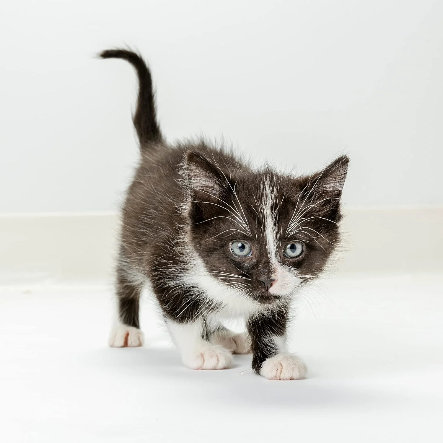 KMR Kitten Milk Replacer Powder – Easy-to-Mix Formula for Newborn Kittens & Adult Cats Needing Supplemental Feeding - Image 5