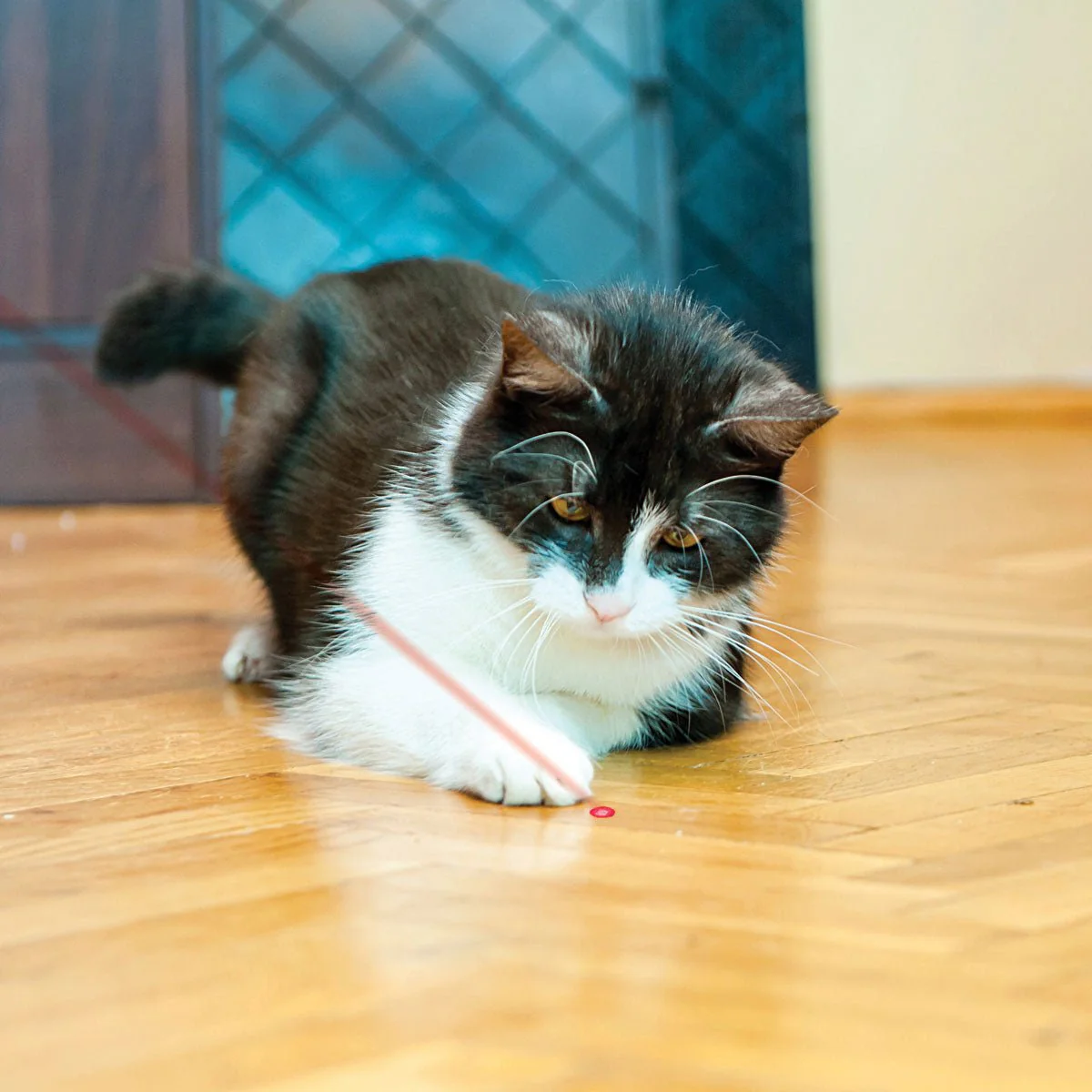 KONG Red Laser Pointer for Cats – Stimulate Active Play - Image 6