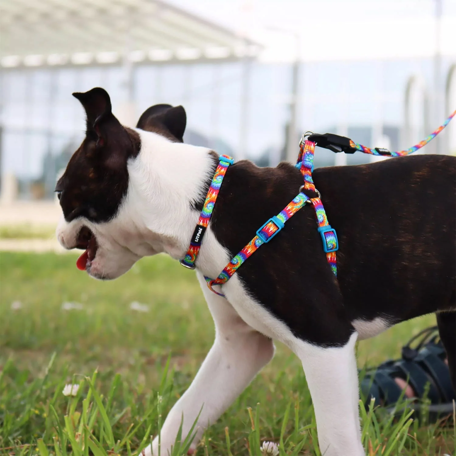 Li'l Pals Adjustable Patterned Dog Collar - Image 4