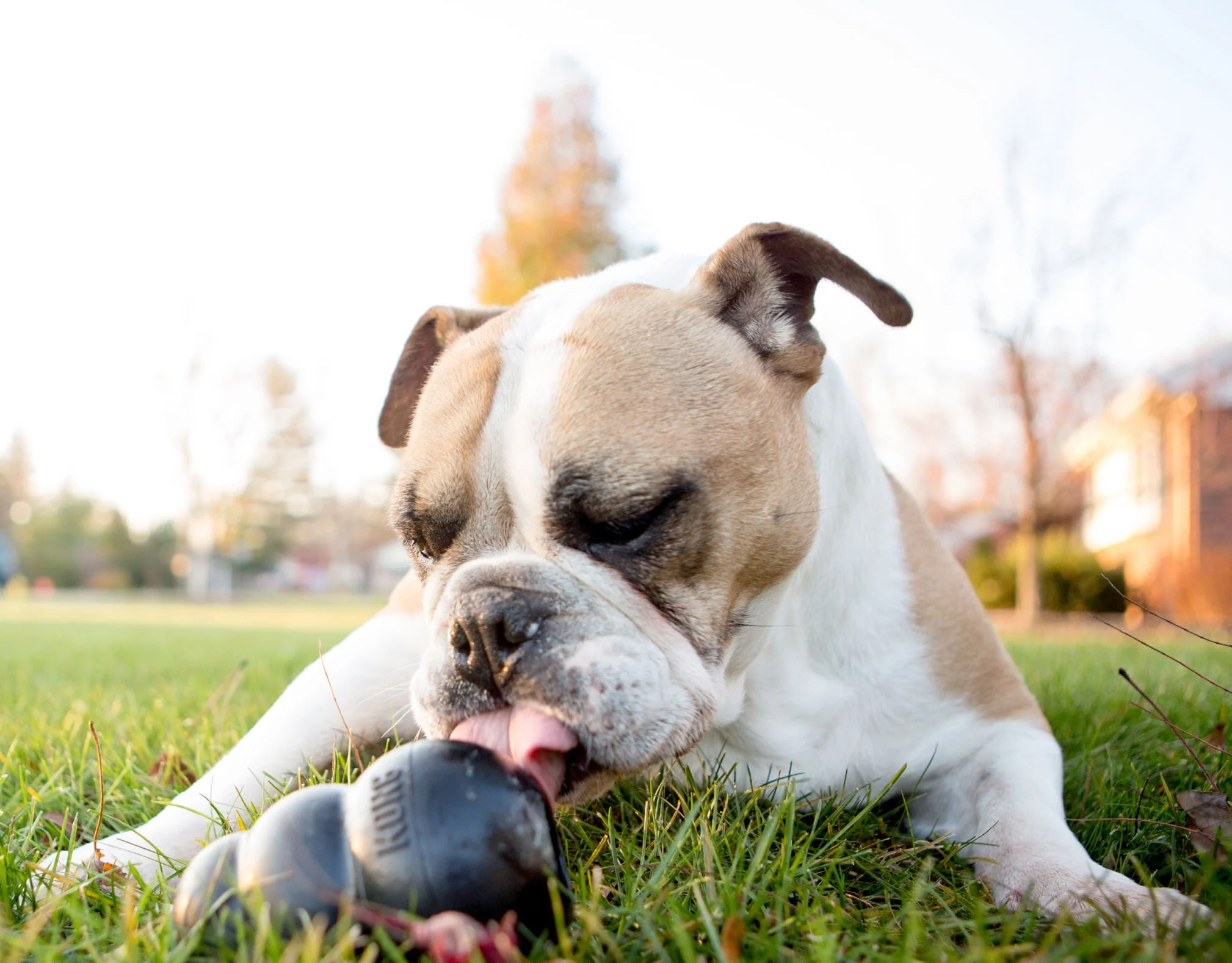 KONG Extreme Treat-Stuffing Dog Toy for Power Chewers - Image 6