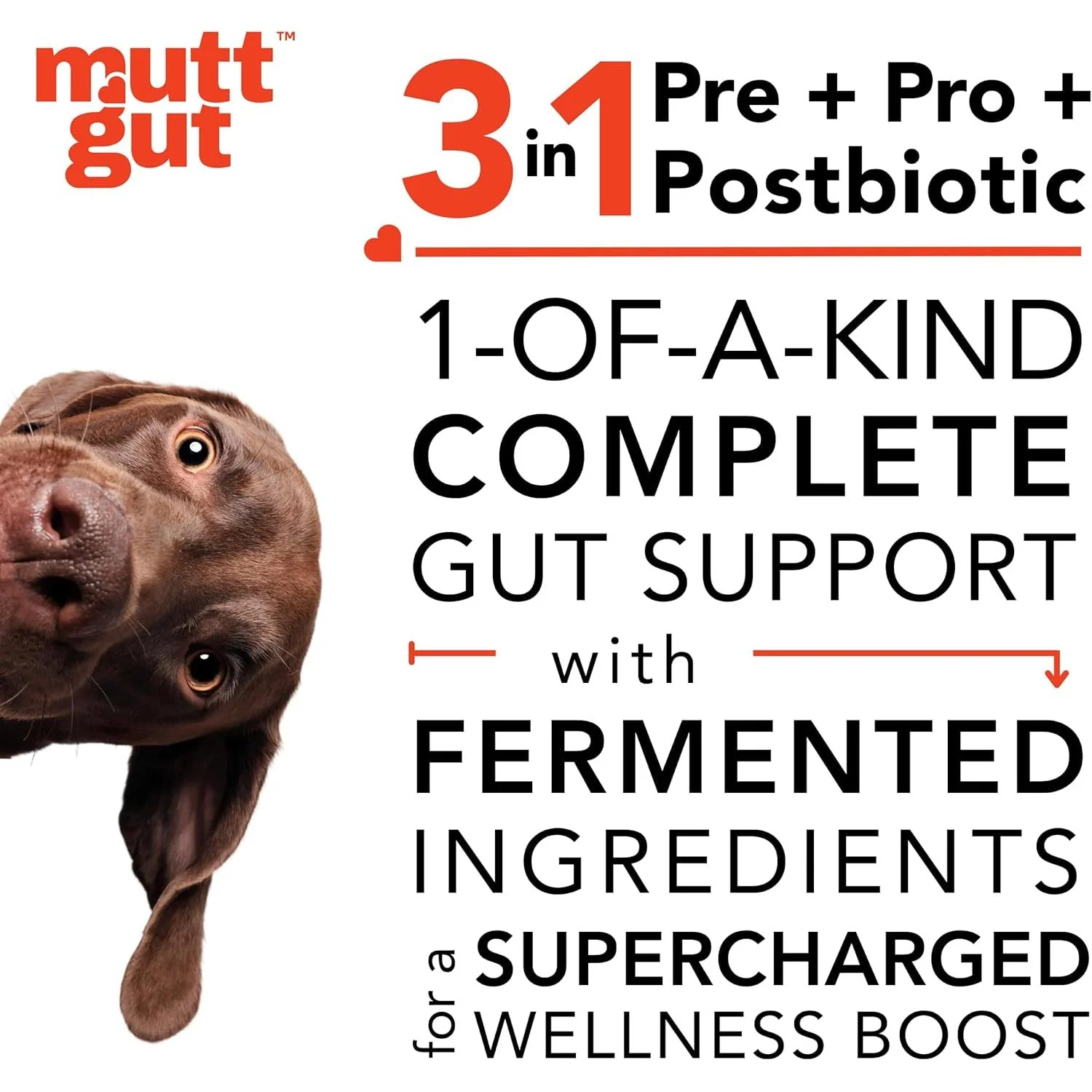 Mutt Gut 3-in-1 Pre + Pro + Postbiotic Supplement for Dogs - Image 4