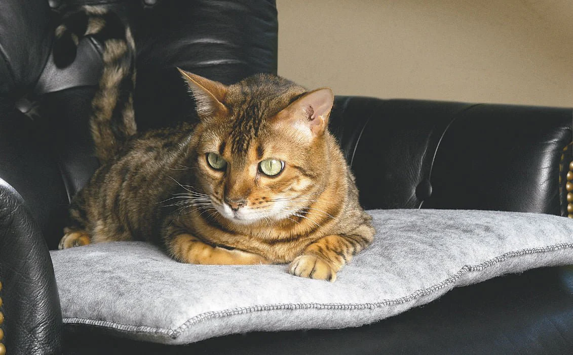 Mysterious Purr Padd for Cats - Image 4