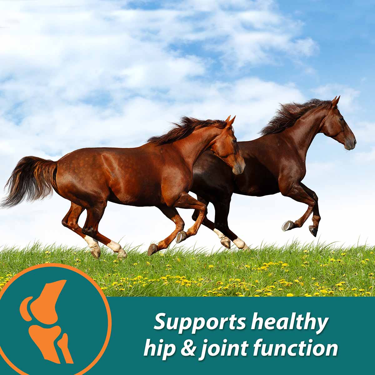 Next Level Joint Pellets for Horses, 1.87 lbs - Image 4