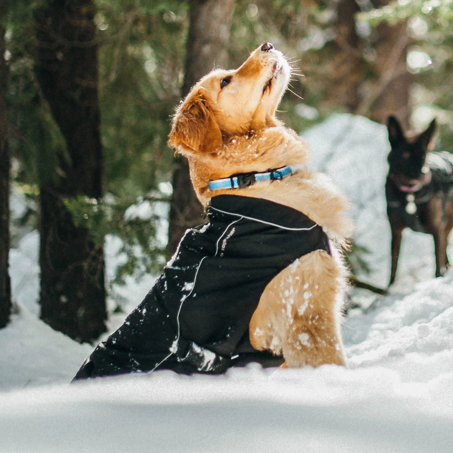 Kurgo North Country Coat for Dogs - Image 7