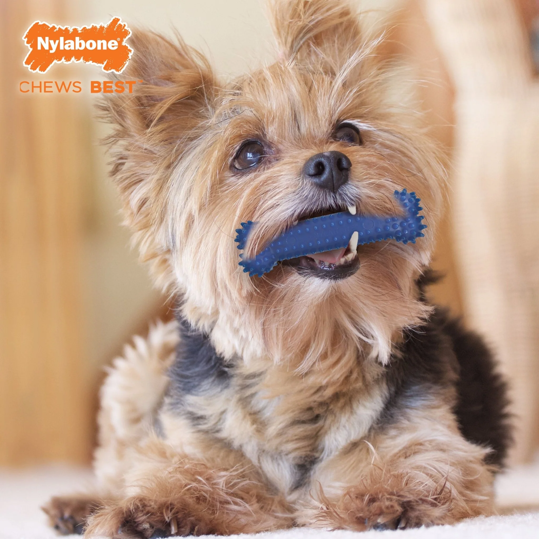 Nylabone Dental Chew Bone for Dogs - Image 7