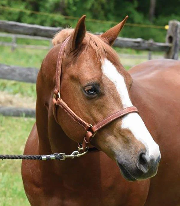 Perri's Value Leather Horse Halter, Chestnut