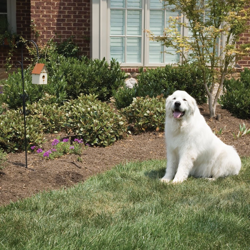 PetSafe Outdoor Dog Barking Control