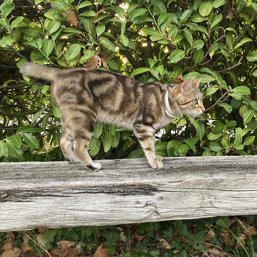 Plant-Based Natural Calming Collar for Cats - Image 9