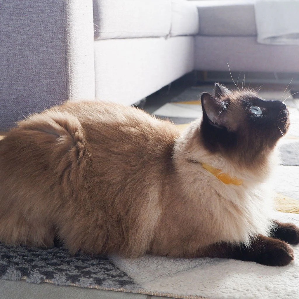 Plant-Based Natural Flea & Tick Cat Collar - Image 8