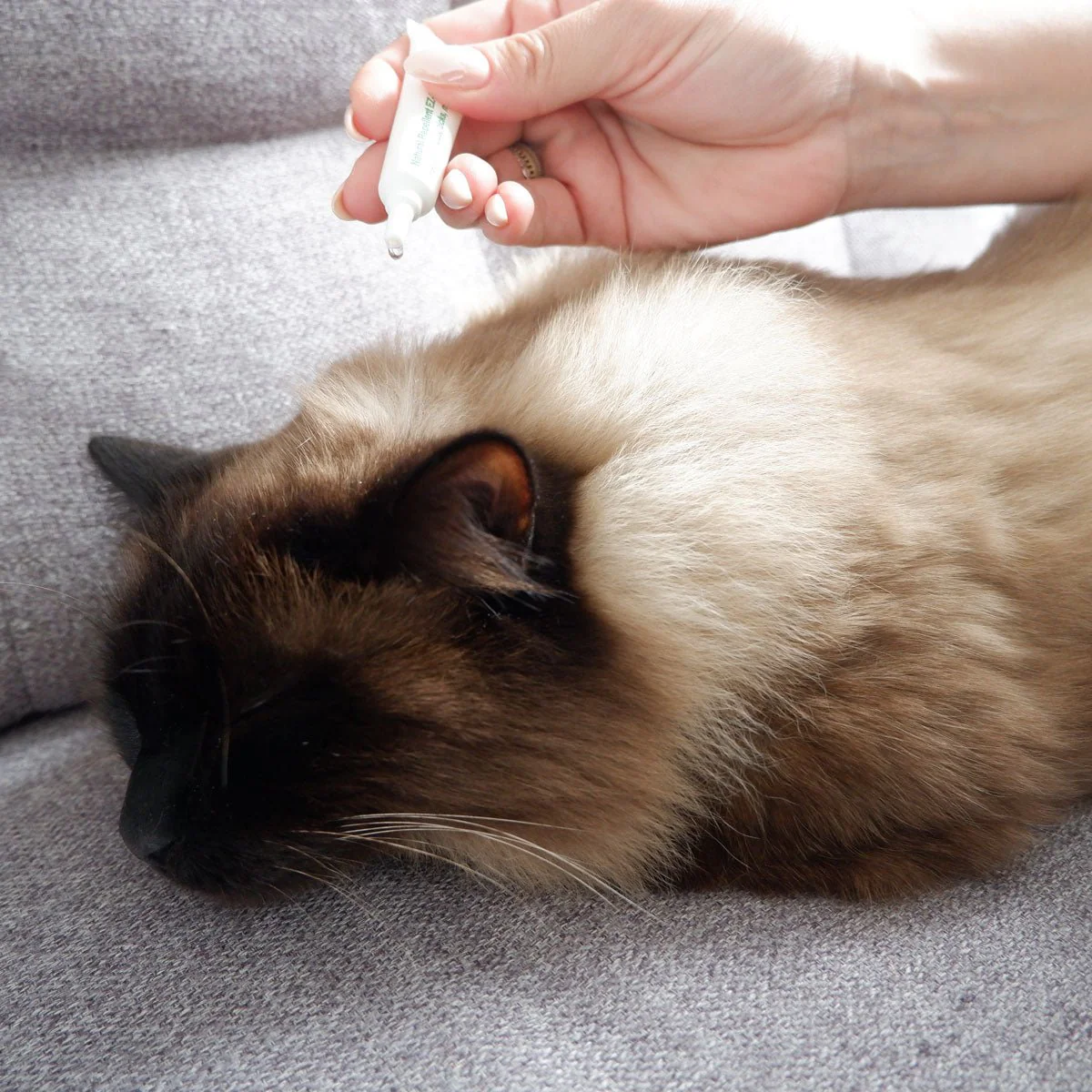 Plant-Based Flea & Tick Squeeze-On Topical for Cats - Image 5