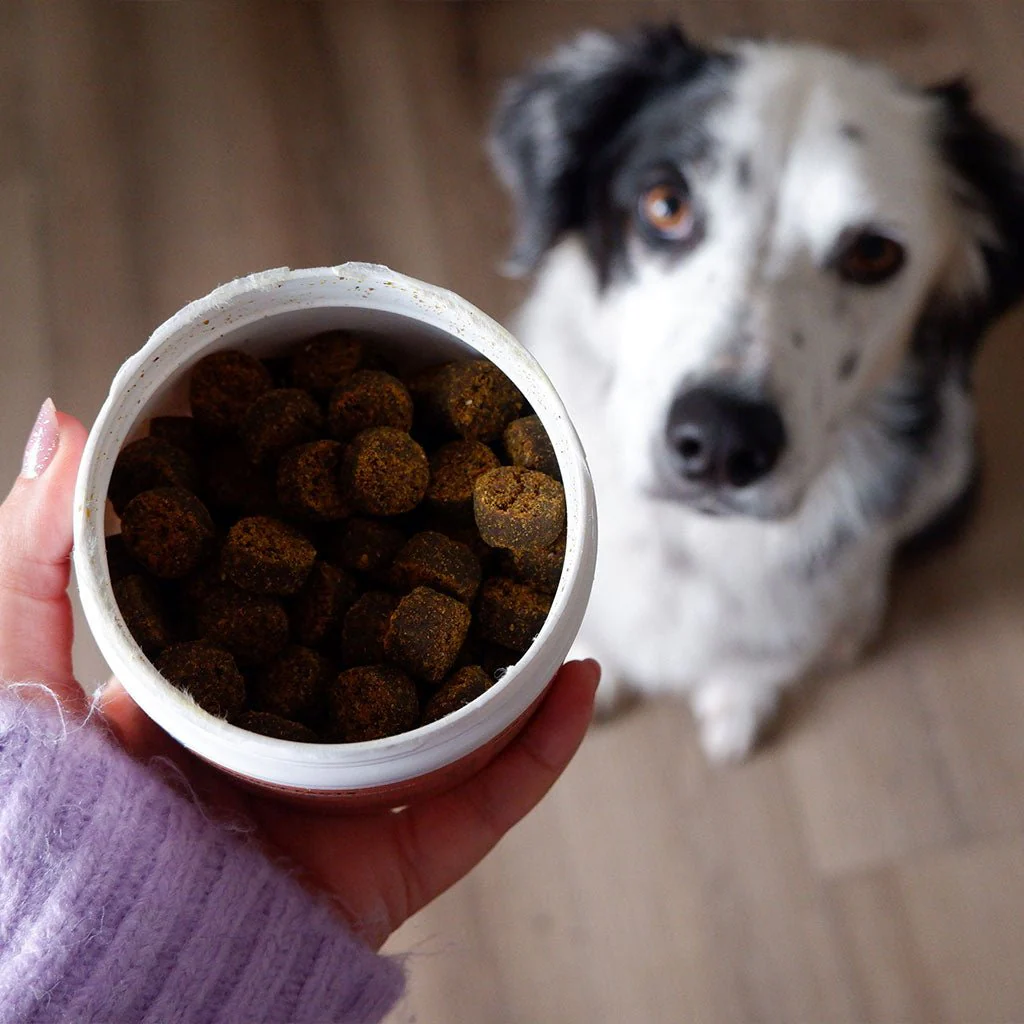 Plant-Based Skin & Coat Soft Chews for Dogs, 90 ct - Image 7
