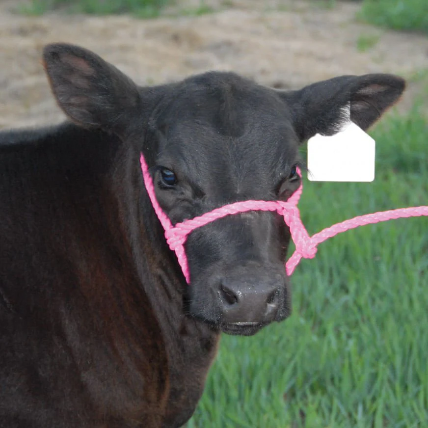 Troyer’s Poly Calf Halter with 5' Lead – Durable 3/8" Poly Rope - Image 3