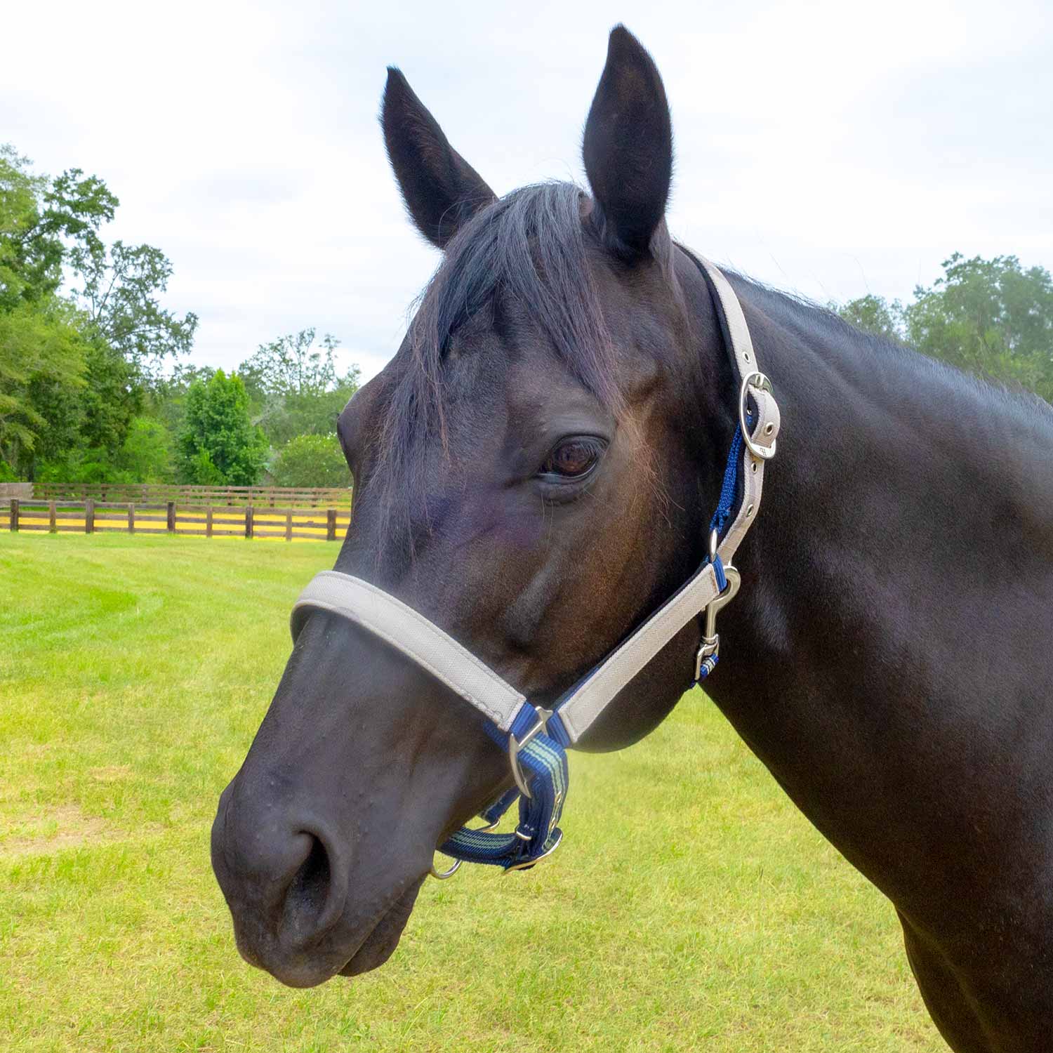 Jeffers Matching Horse Halter & Lead Rope 2 Piece Set, Full Size - Image 16