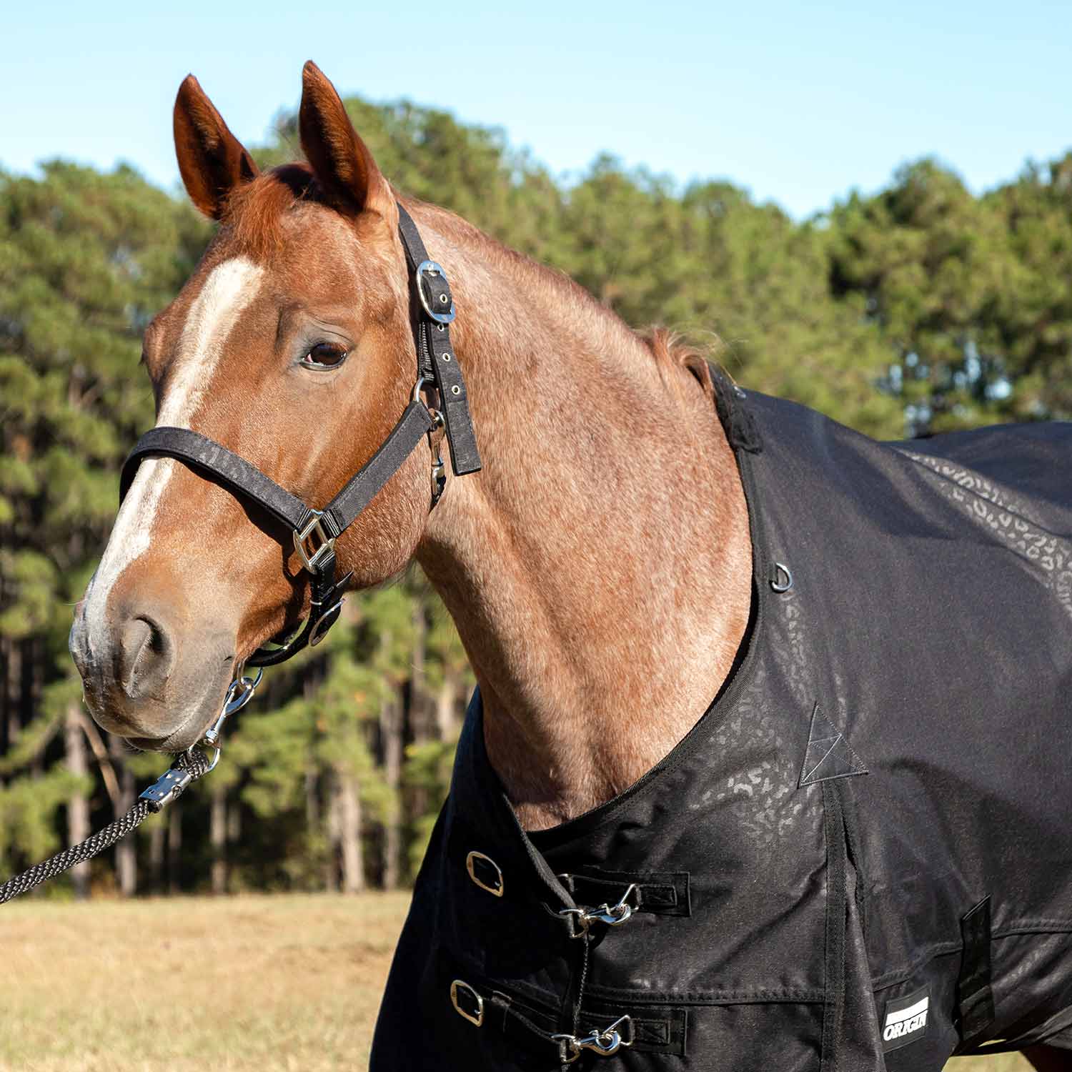 Jeffers Poplar Head "Origin" 600D Turnout Sheet - 0g Lightweight Waterproof Horse Blanket with Standard Neck & Tail Flap - Image 8