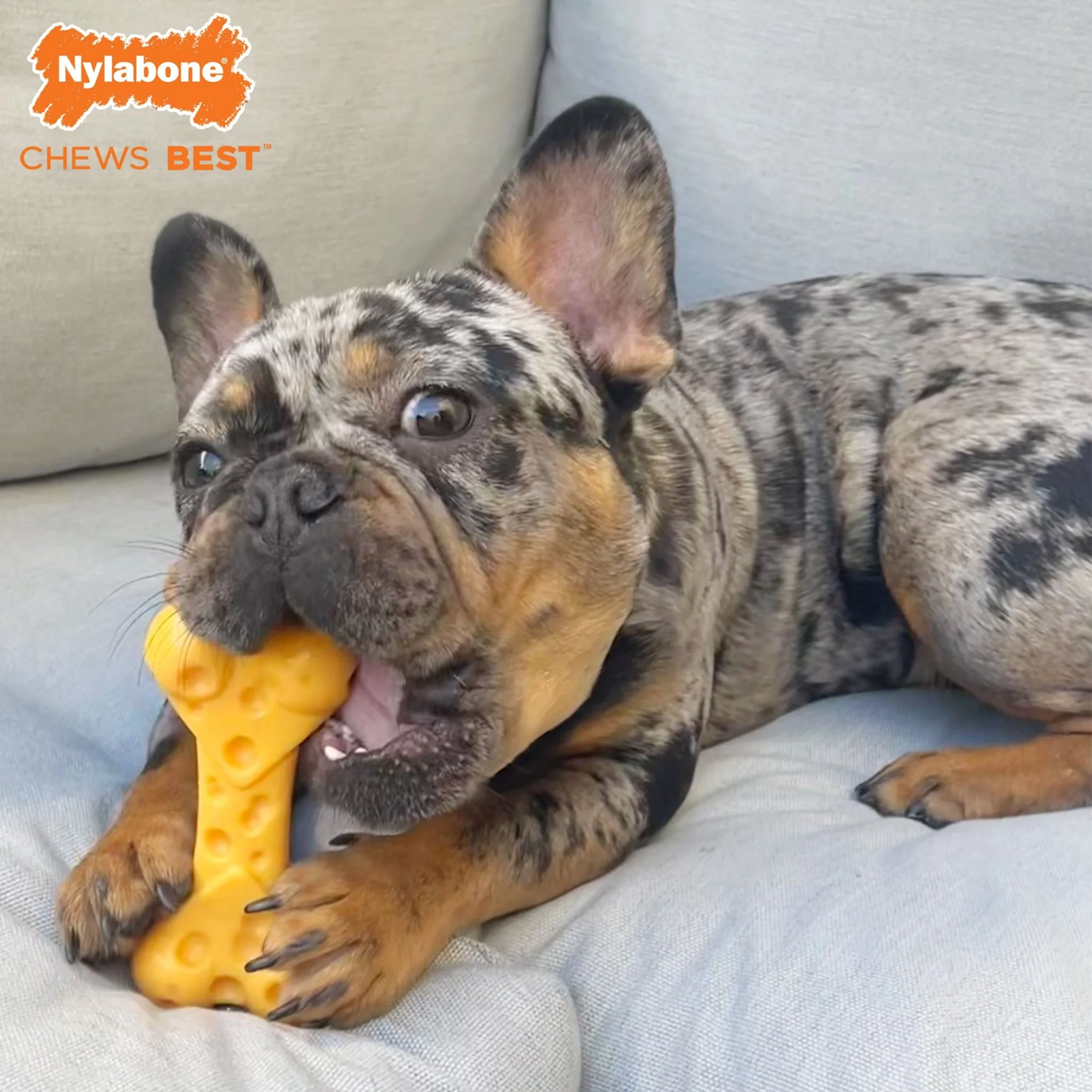 Power Chew Cheese Dog Toy, X-Large/Souper, 50+ lbs - Image 6