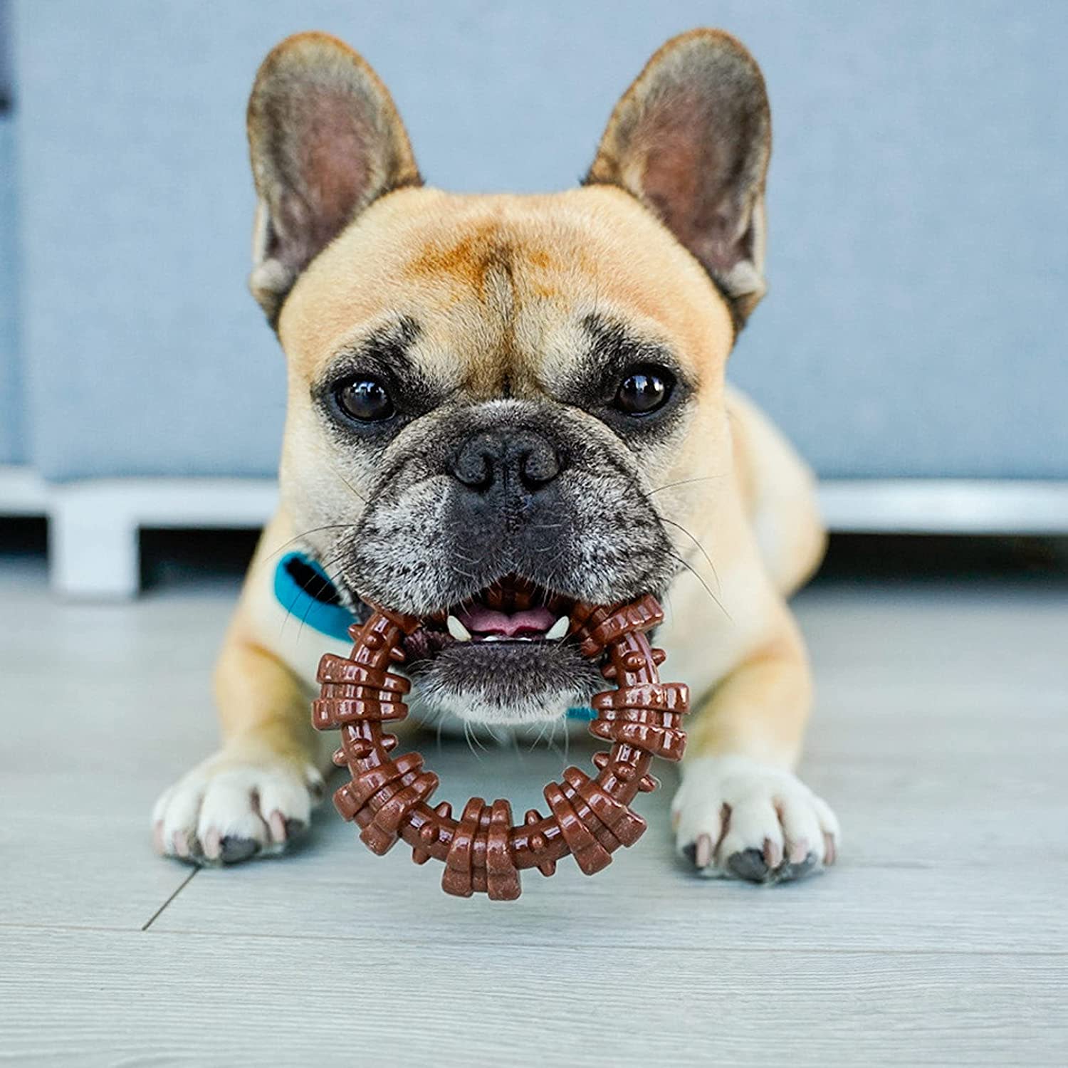 Power Chew Textured Dog Ring, Flavor Medley, Small/Regular, Up to 25 Ibs - Image 5