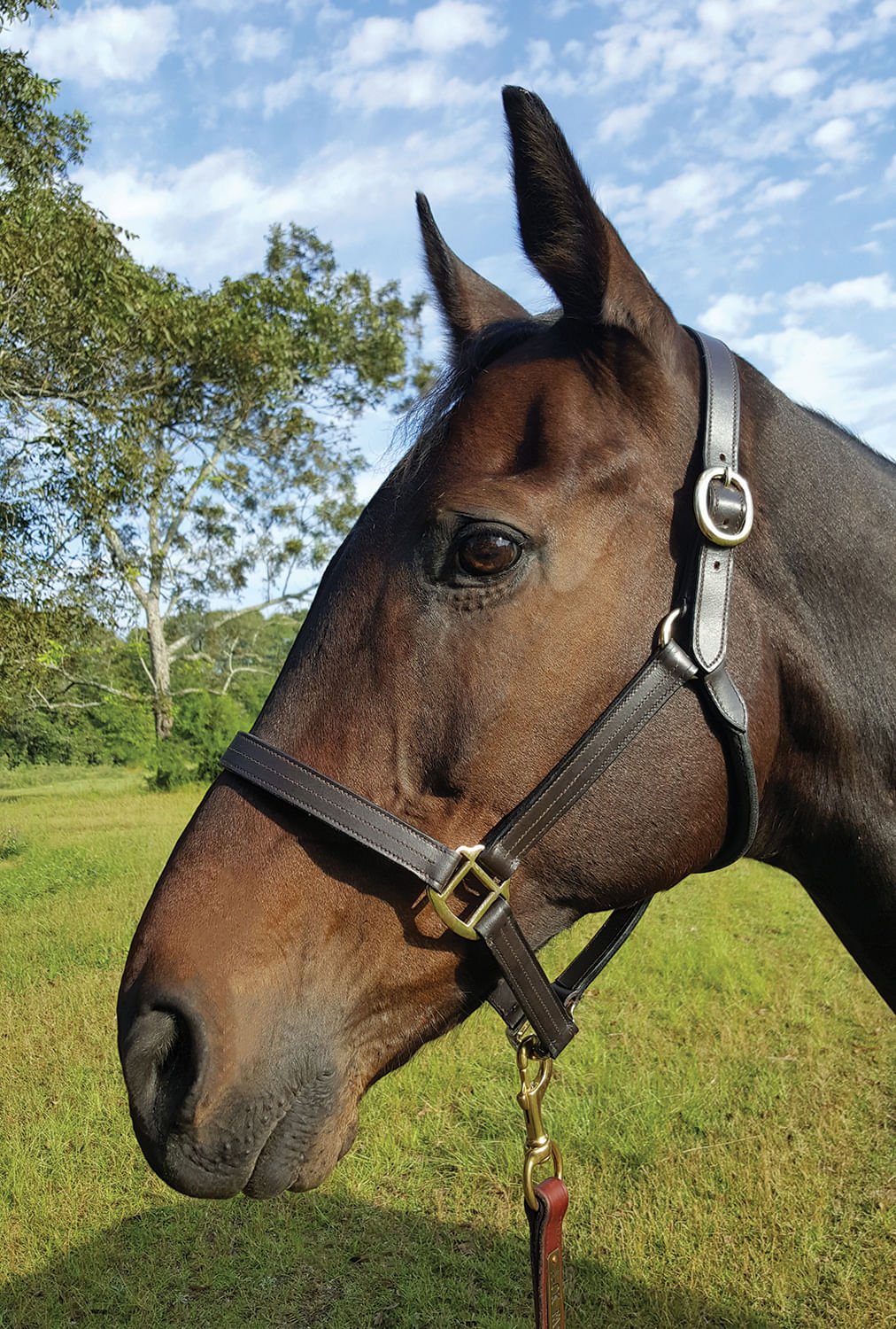 Royal King Preakness Leather Track Horse Halter - Image 7