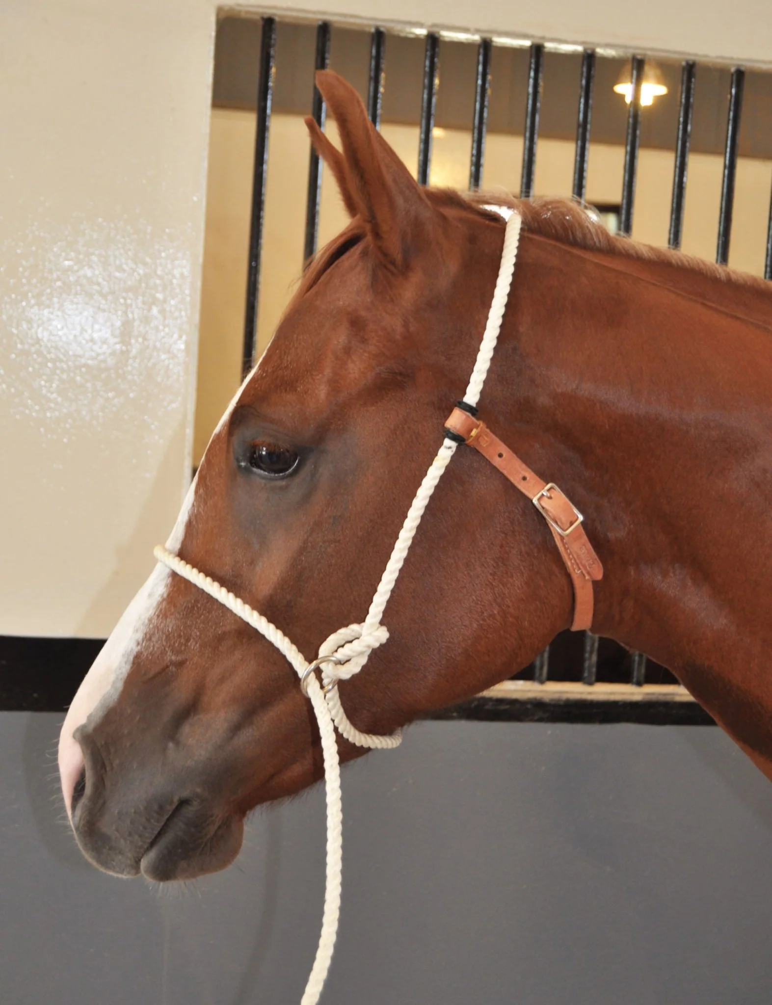 Training Halter - Image 4