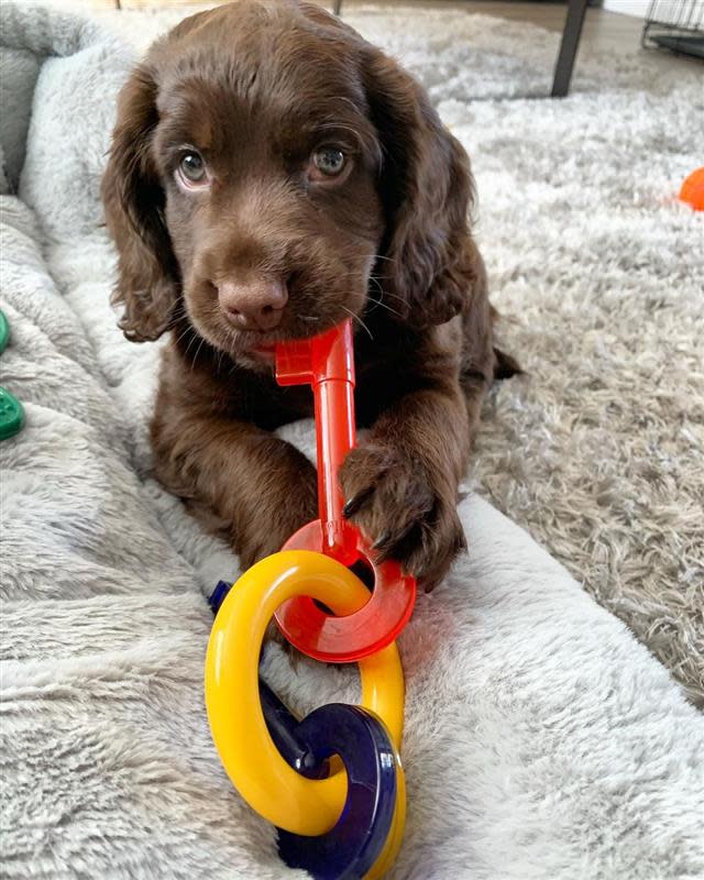 Nylabone Puppy Teething Keys - Image 13