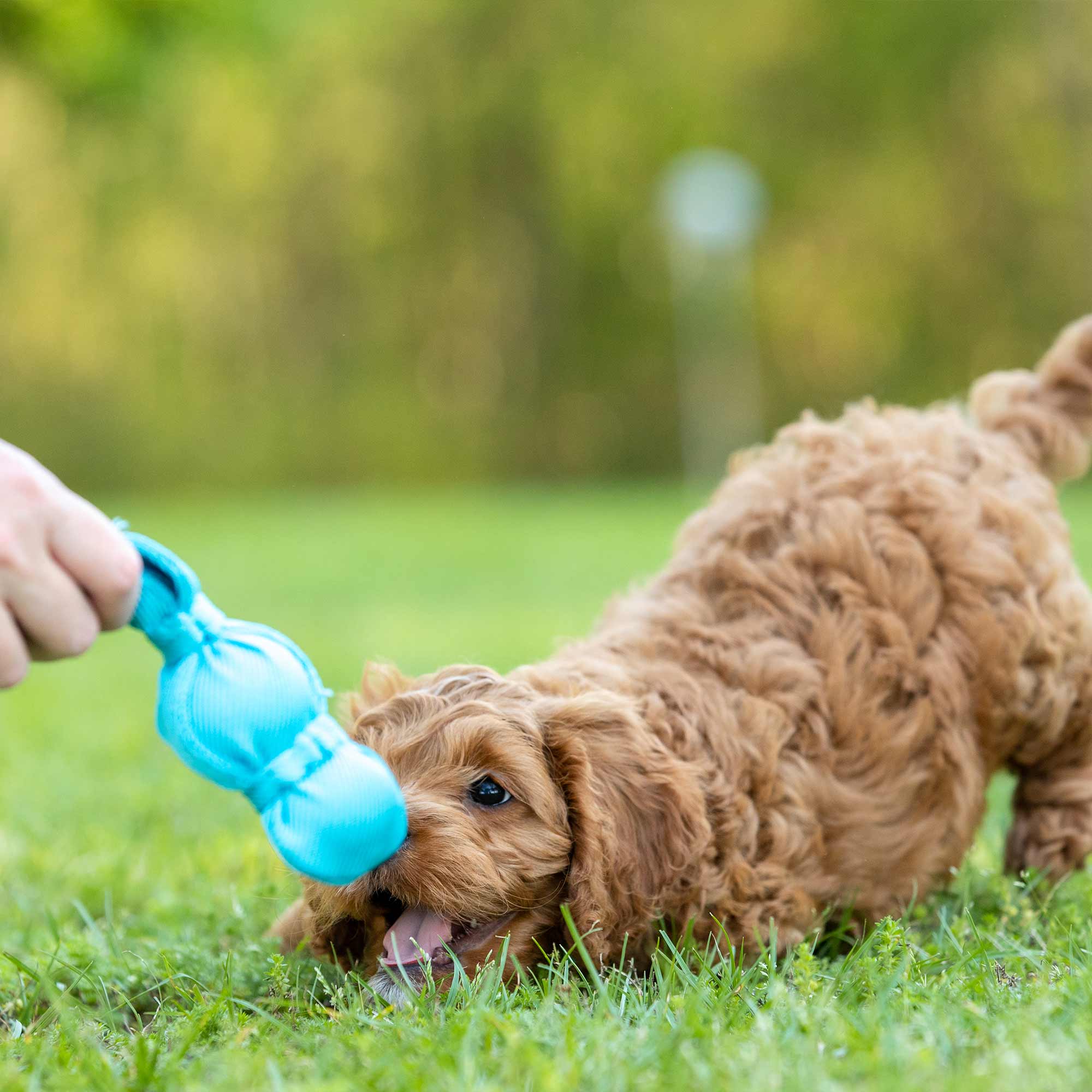 KONG Wubba Dog Toy – Interactive Squeaky Tug & Fetch Toy for Dogs (Assorted Colors, 1 Count) - Image 5