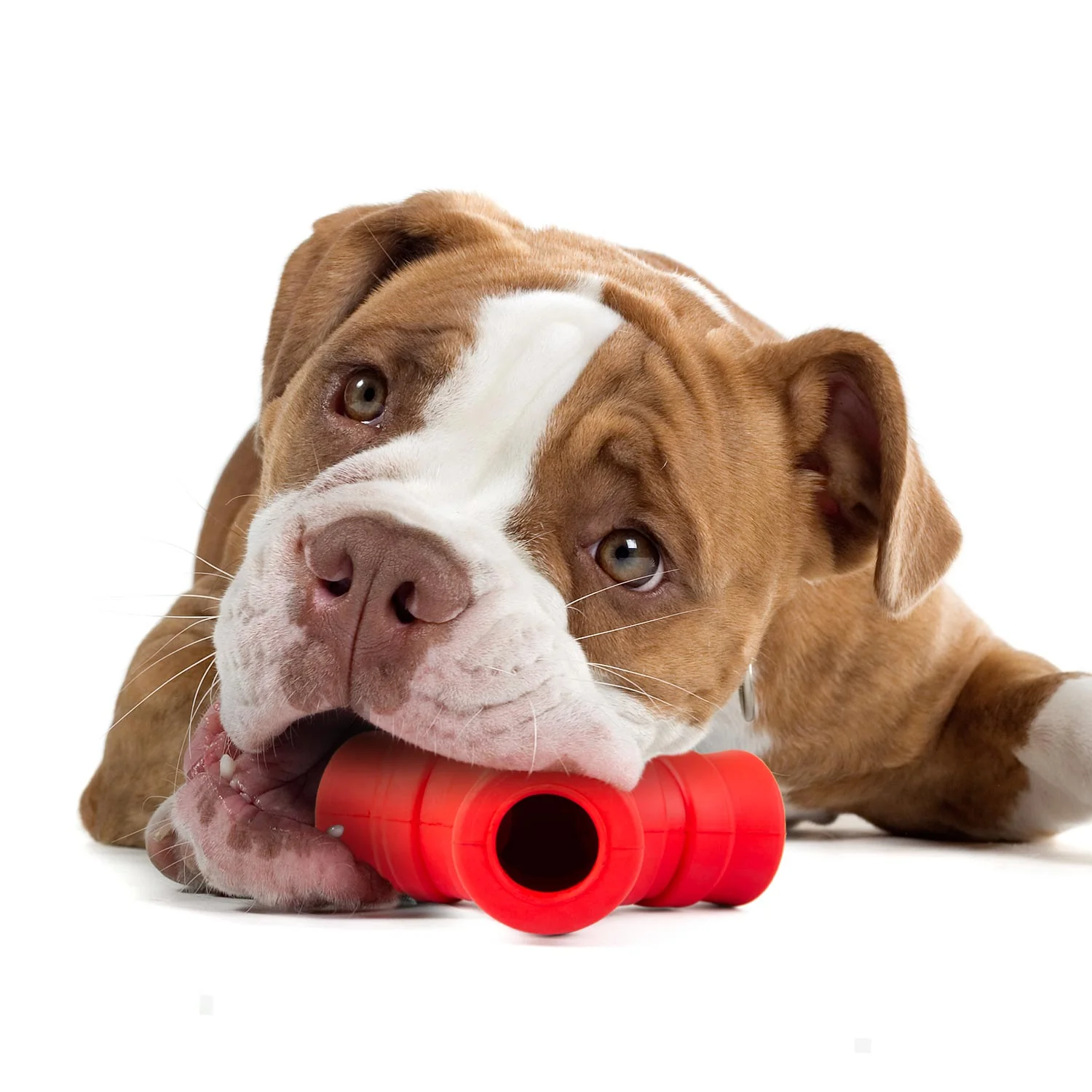 Jeffers Red "Y" Natural Rubber Dental Dog Chew Toy for Medium Chewers - Image 5