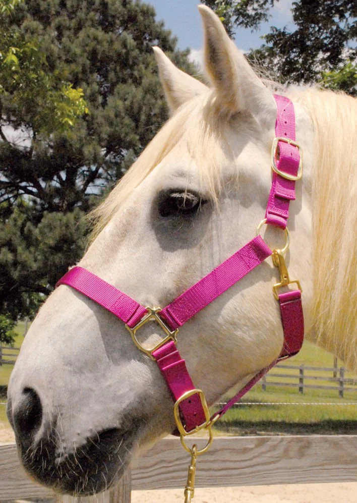Weaver Draft Horse Nylon Halter, Regular (1400 - 1700 lb) – Adjustable Chin & Throat Snap - Image 4