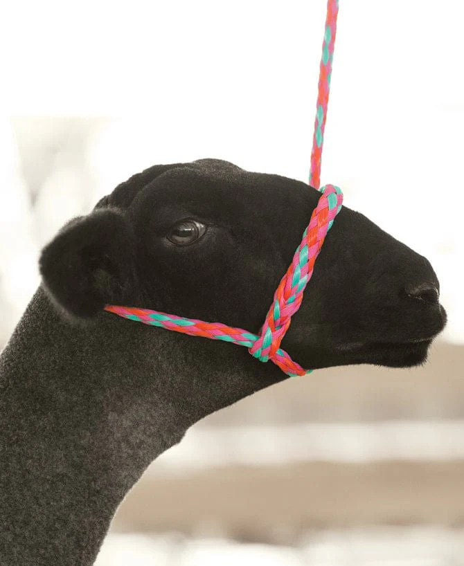 Weaver Leather Sheep & Goat Poly Rope Halter - Image 8