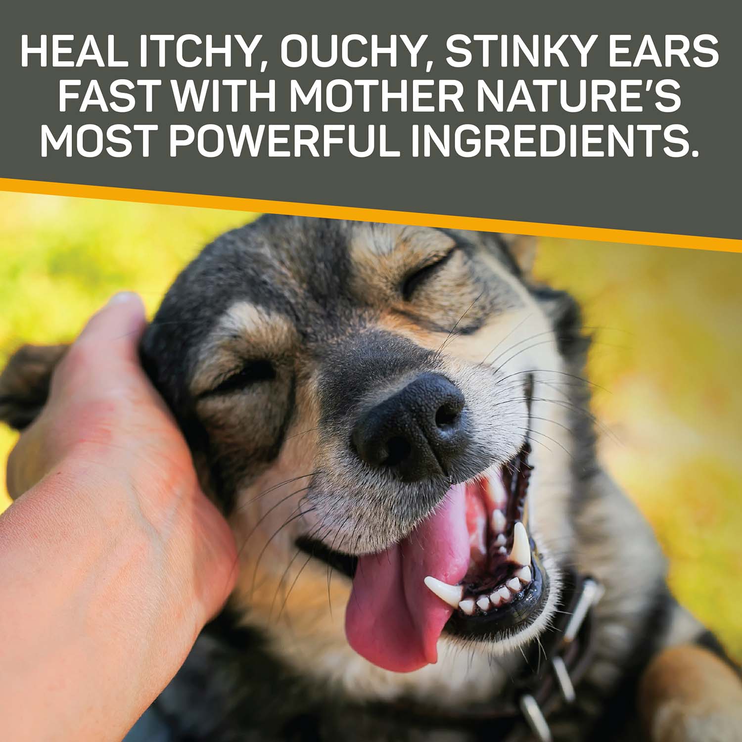 Silver Honey Rapid Ear Care Vet Strength Ear Treatment Rinse + Concentrated Doses - Image 7