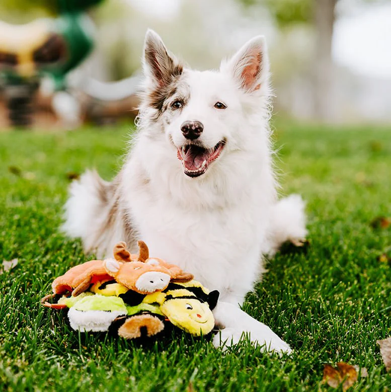 Squeakie Crawler Dog Toy - Image 4