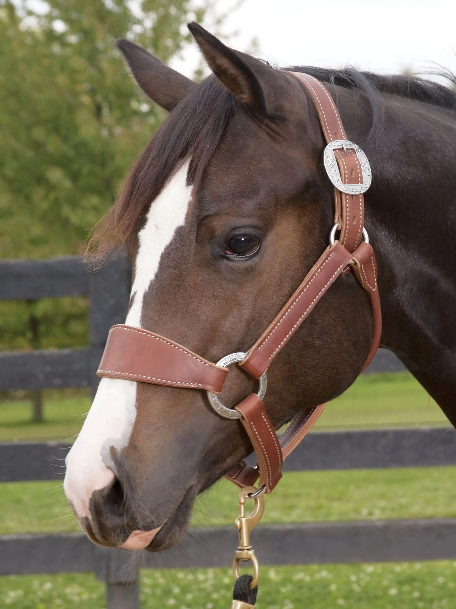 Weaver Leather Stacy Westfall Bronc Halter, Sunset Harness - Image 2