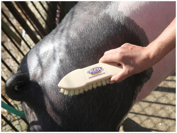 Tampico Pig Brush - Image 3
