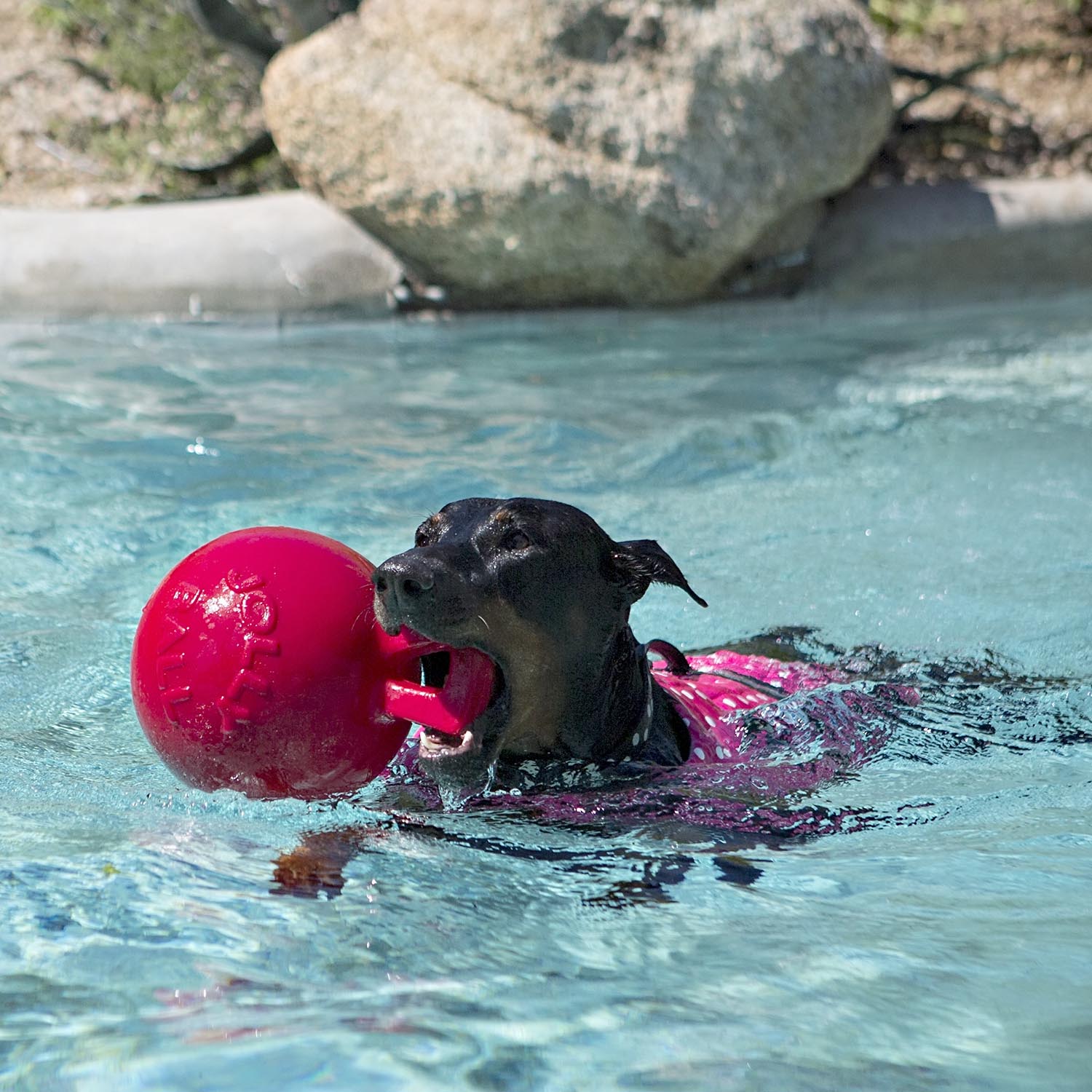 Tug-n-Toss Jolly Ball - Floating, Bouncing, Scented Dog Toy for Fetch, Water Play & Training - Image 4