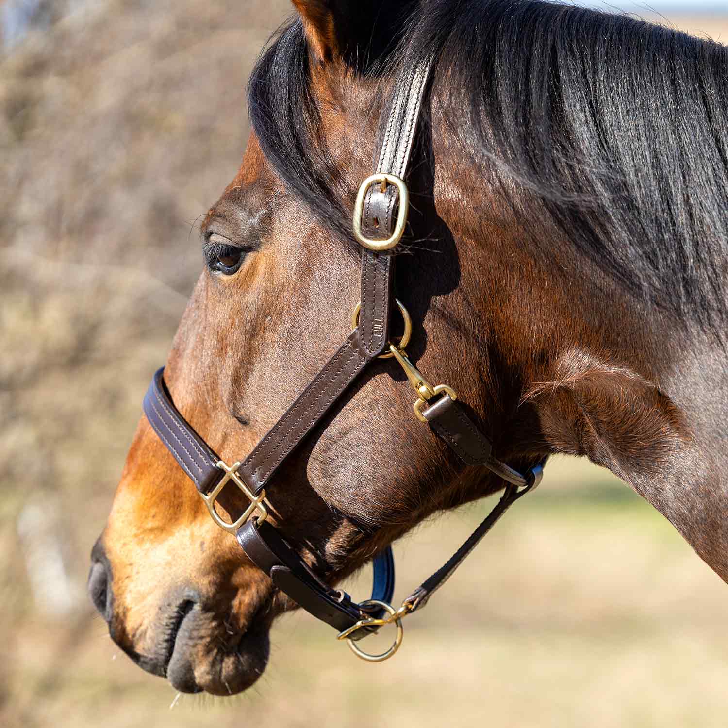 Jeffers Versailles Triple Stitched Adjustable Leather Halter for Horses, Havana - Image 3