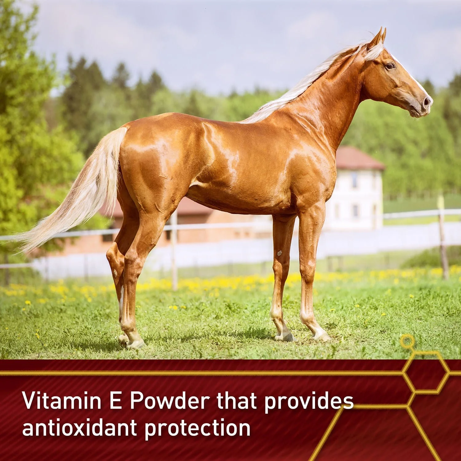 Vita Flex E-5000 Premium Quality Vitamin E, 128 Day Supply - Image 4