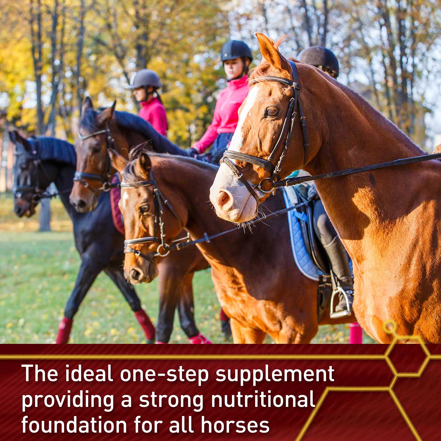 Vita Flex Pro Accel Health & Wellness Formula, Supplement for Horses - Image 5