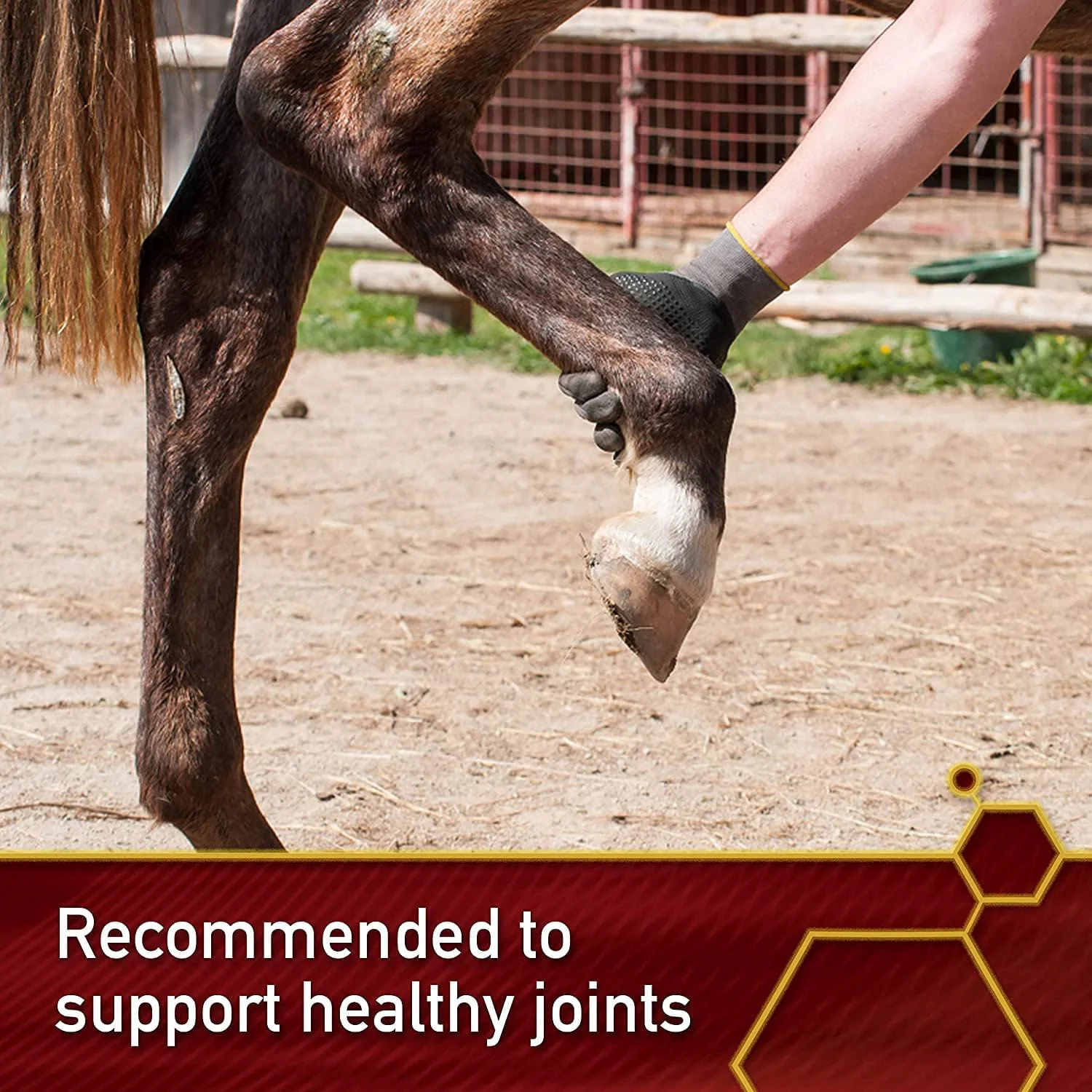 Vita Flex Pro MSM Quality Joint Supplement for Horses, Dogs and Cats - Image 4