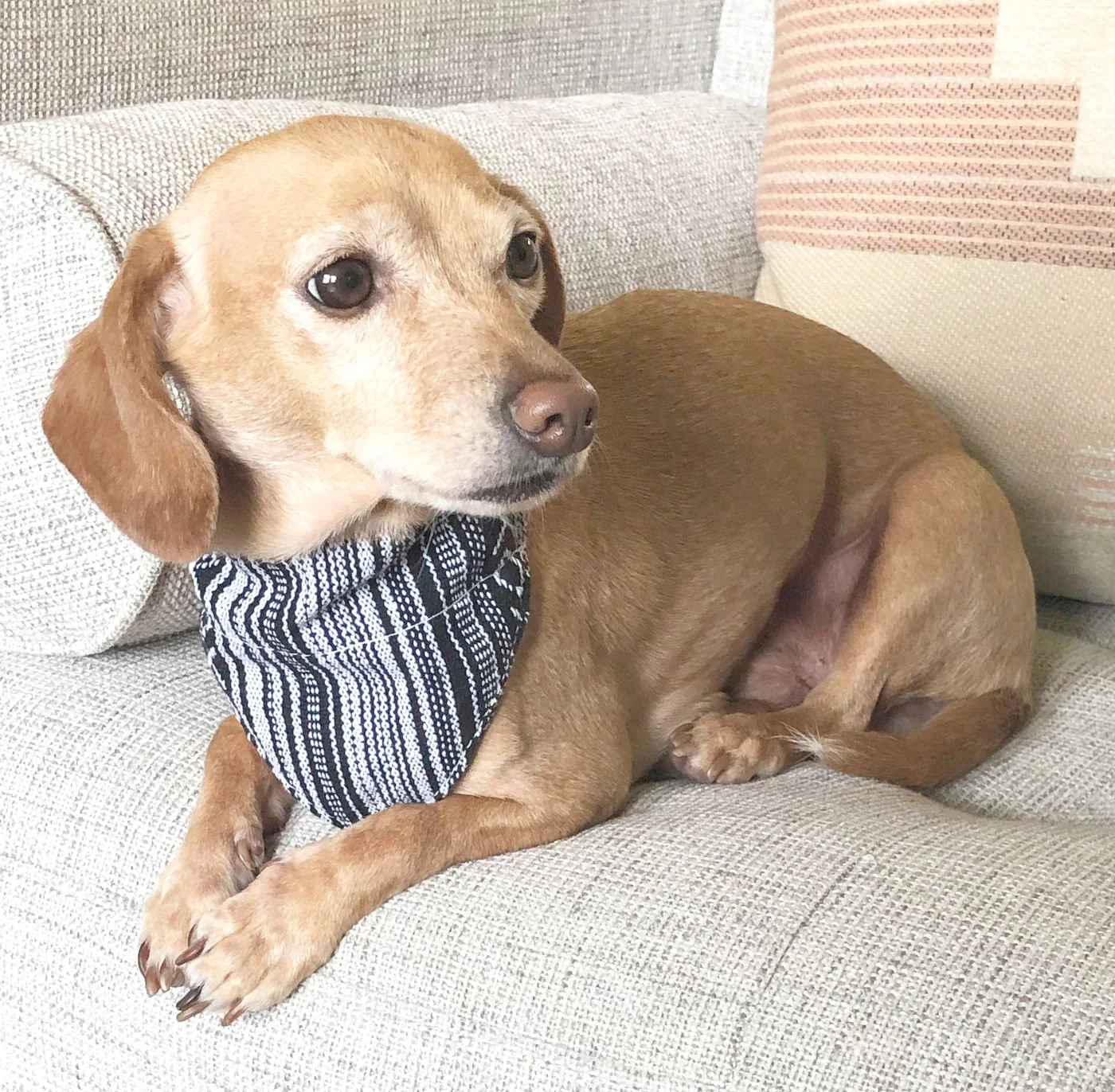 Walking Palm Dog Bandana - Image 2