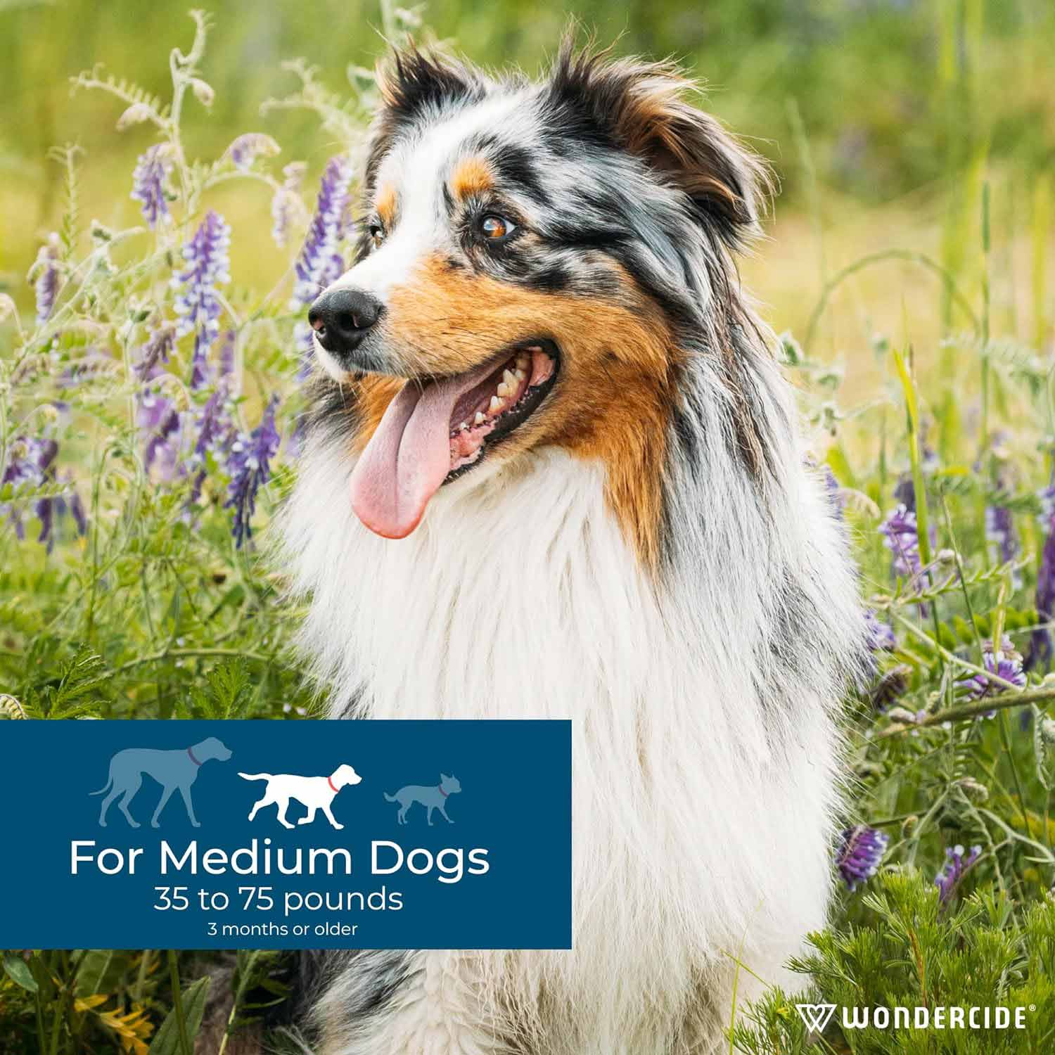 Wondercide Flea & Tick Spot On for Dogs, Peppermint - Image 8