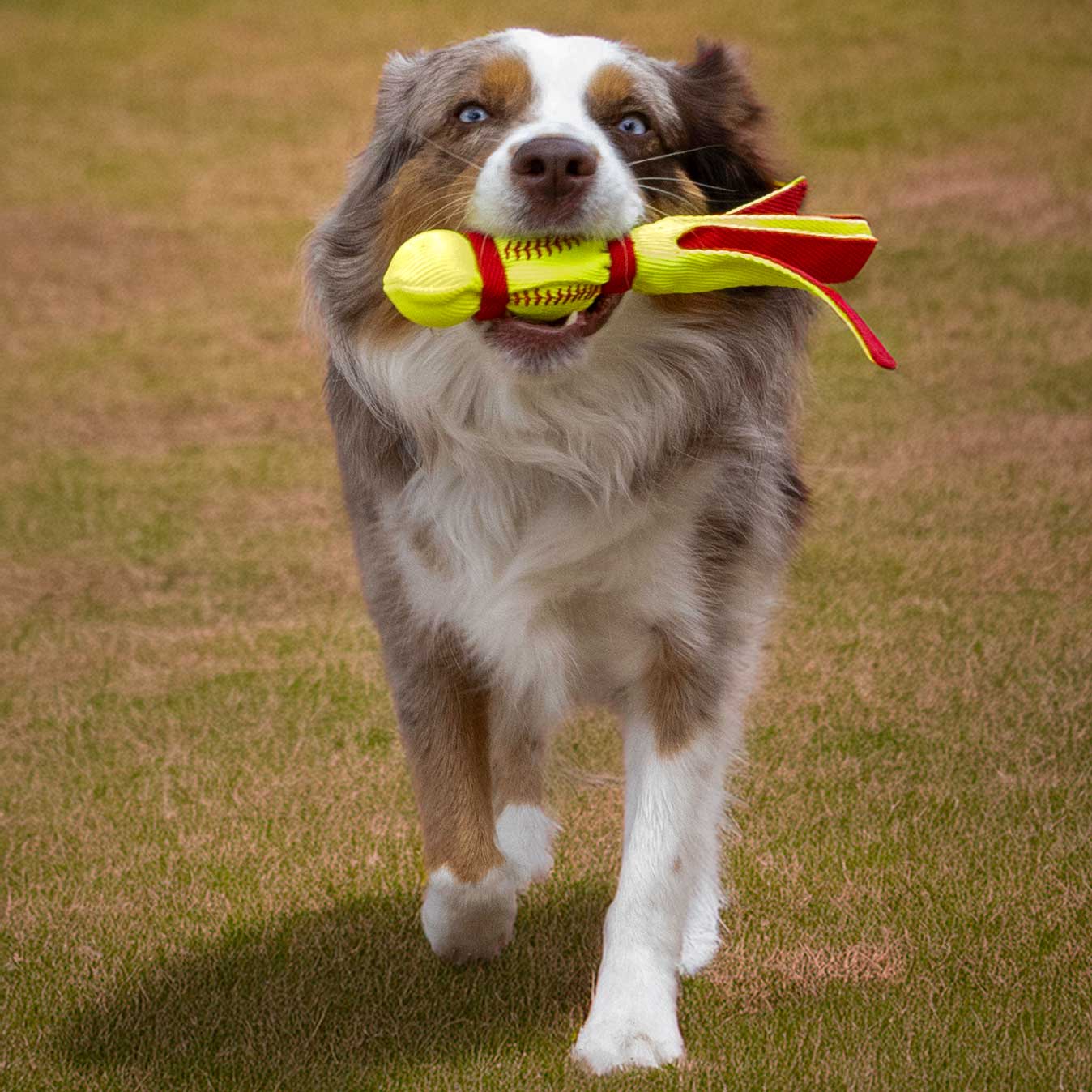 KONG Wubba® Sport Tug & Fetch Dog Toy with Long Floppy Tail & Squeaker - Image 5