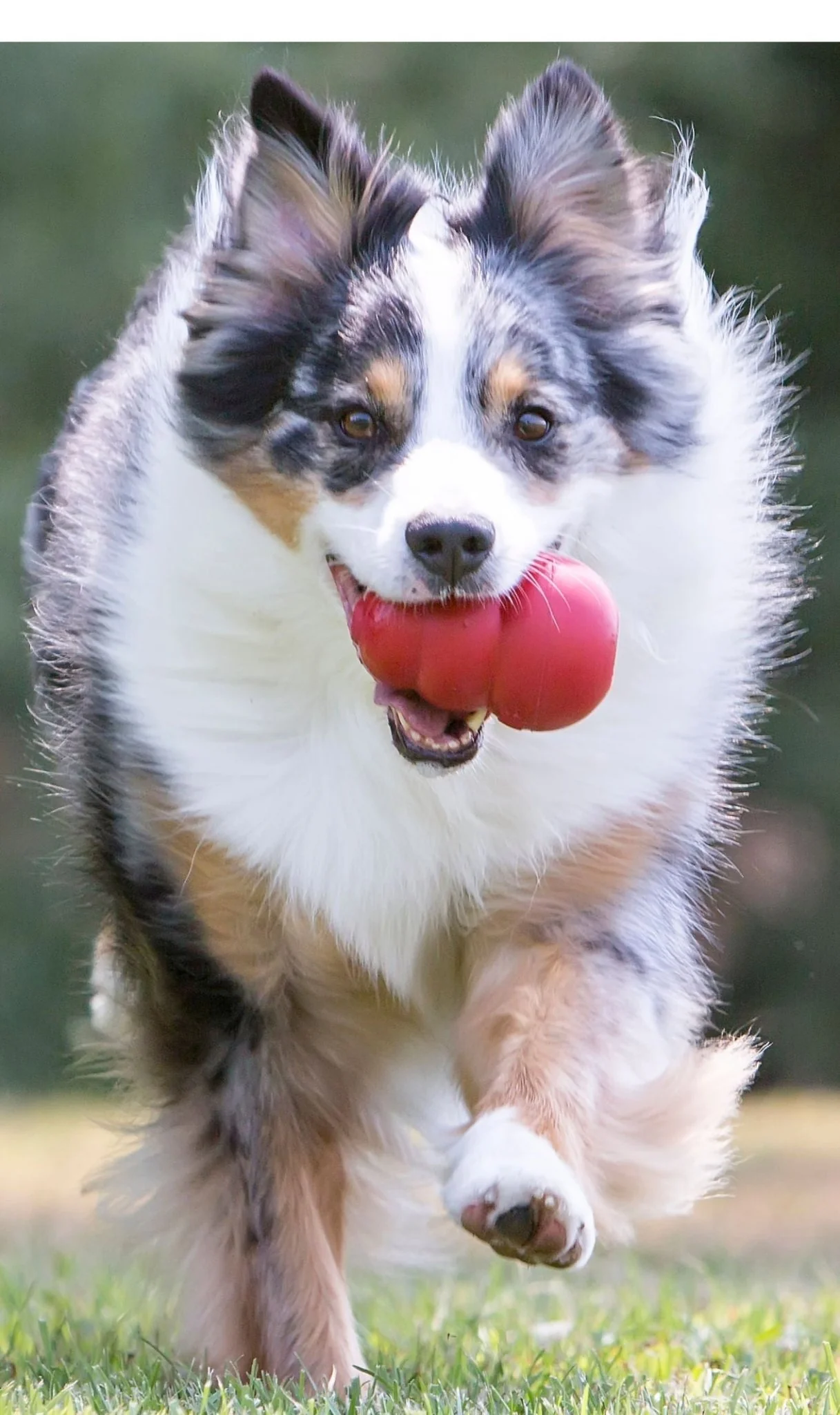 KONG Classic Dog Toy - Image 7