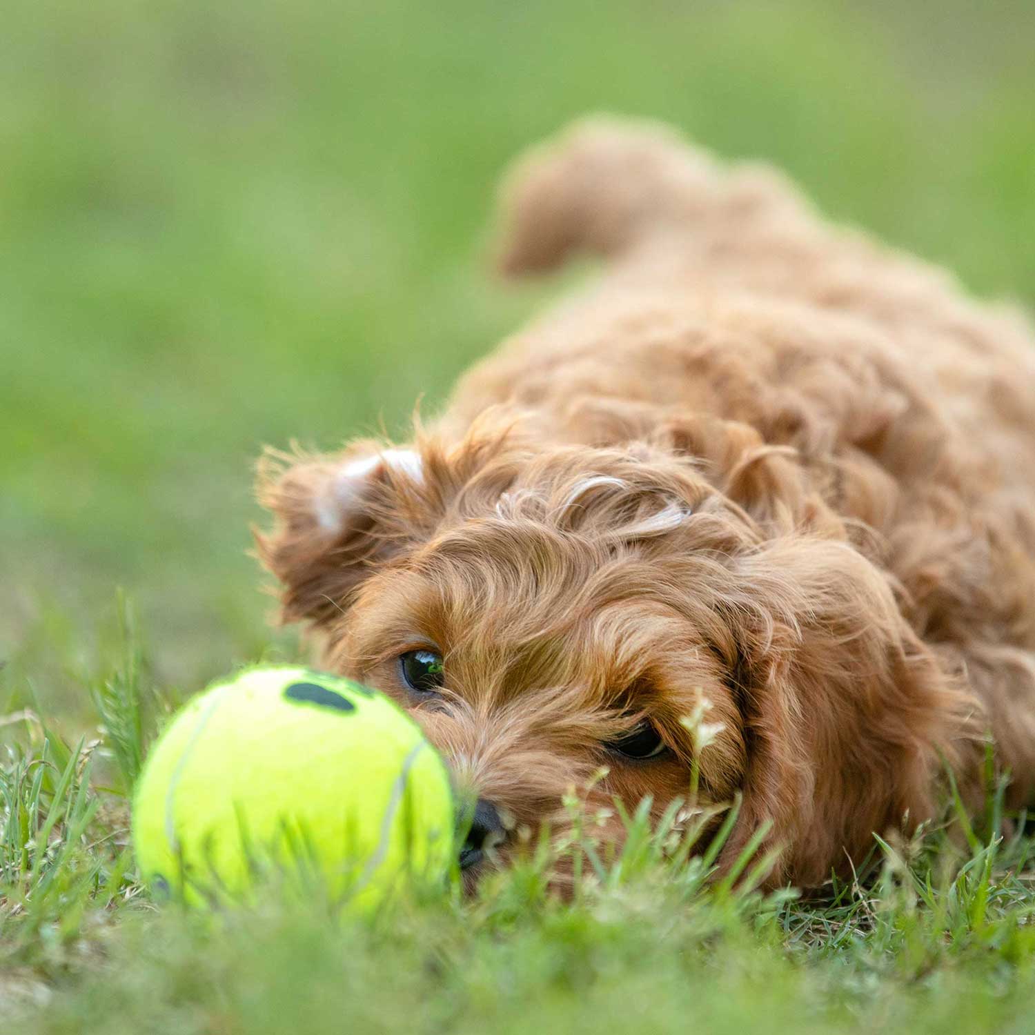 Air KONG Squeaker Tennis Balls for Dogs - Image 5